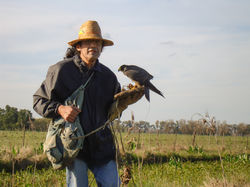 Ricardo Soule con Halcon peregrino A