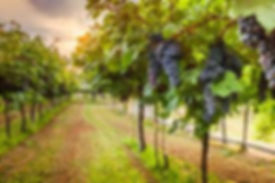 vineyard pic 2.jpg