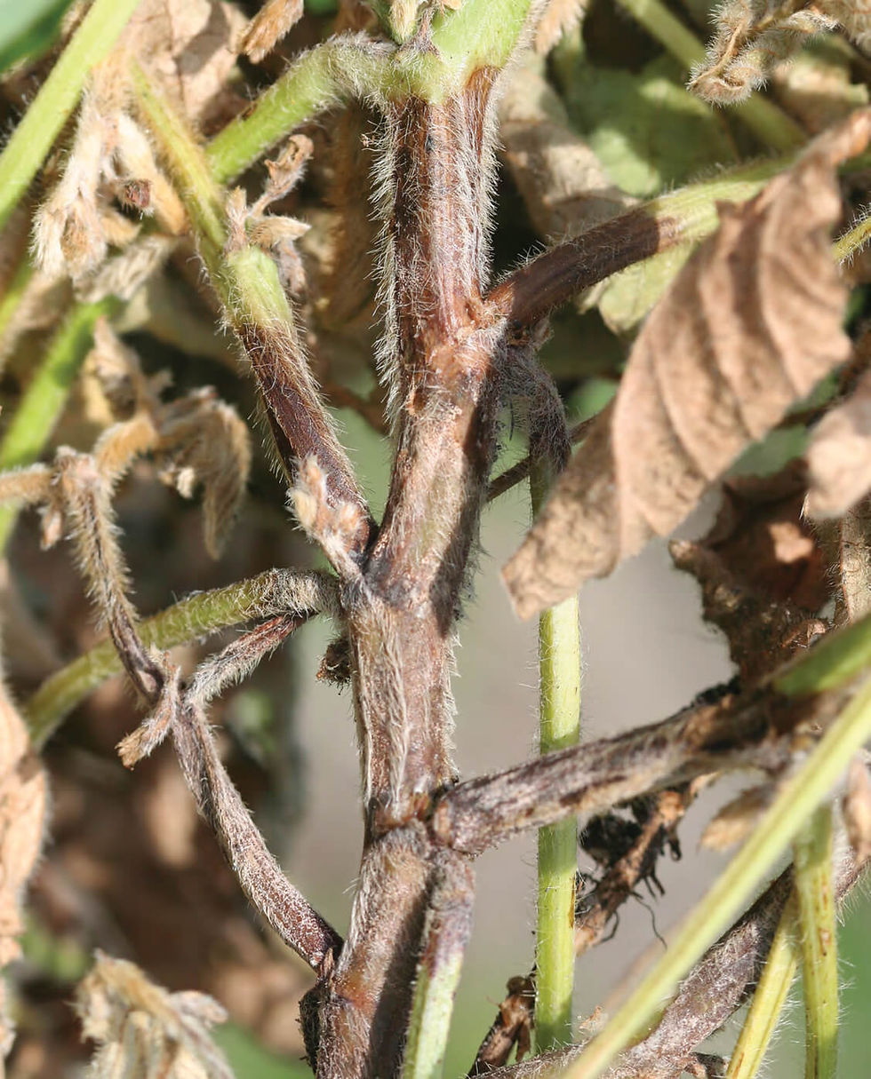 Thumbnail: Phytophthora (Phyt)