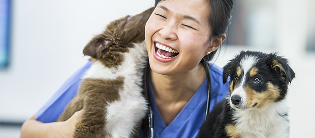 Animal Hospital in Kissimmee | Pet Hospital Near Me | BVL Veterinary