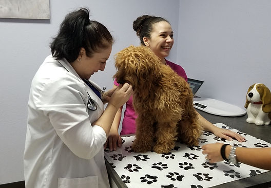 Dr. Natela, a veterinary technician and a doodle puppy