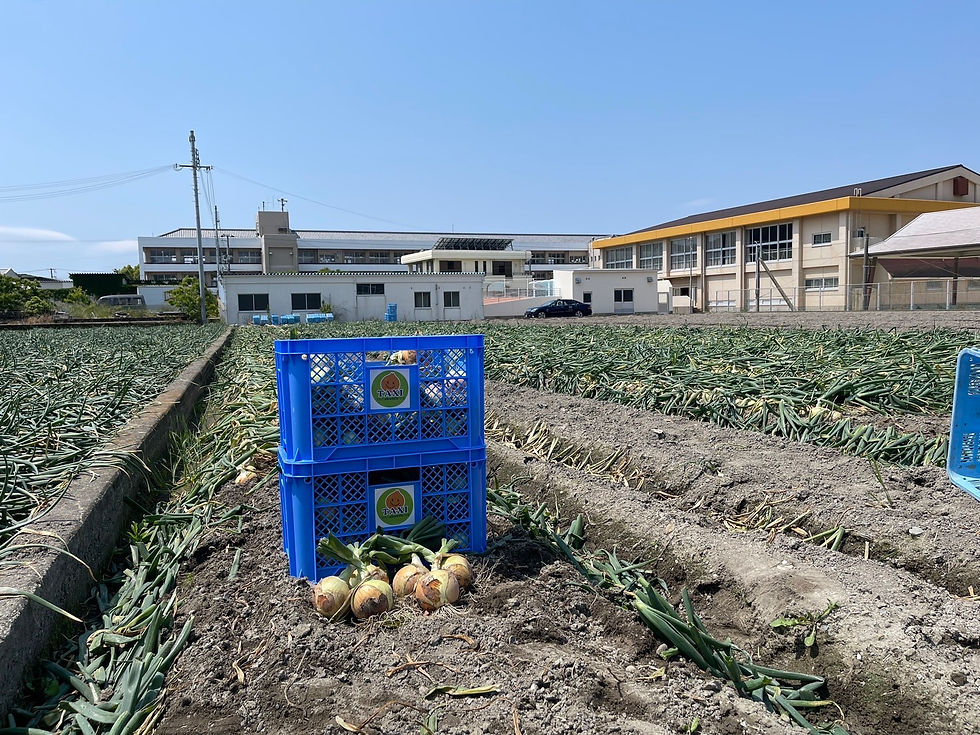淡路島産有機栽培の玉ねぎ販売開始7月10日スタート