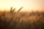 Stalks of wheat in a field at golden hour, shallow depth of field..jpg