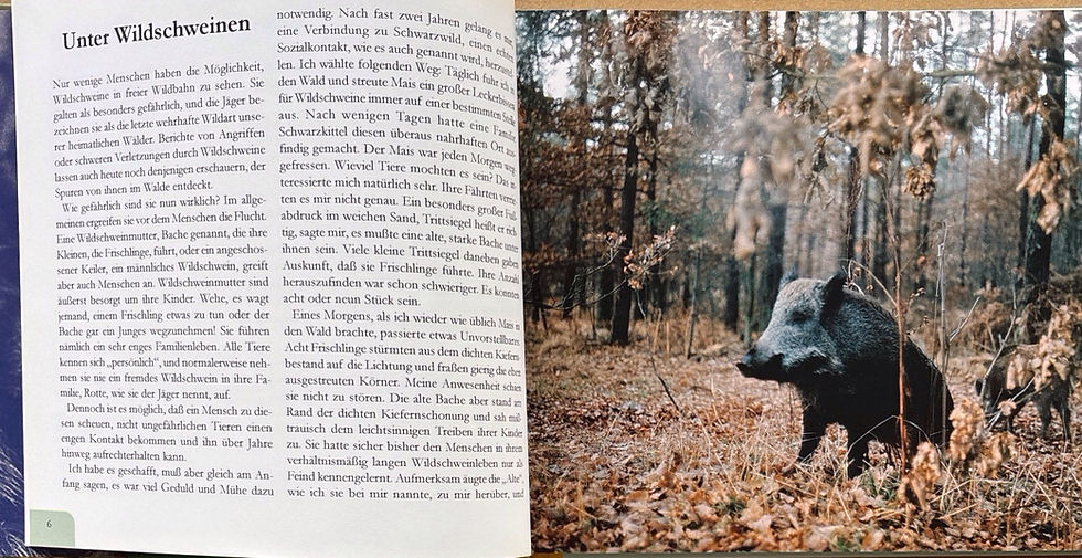 Miniaturbild: Meynhardt Heinz, Wildschweingeschichten