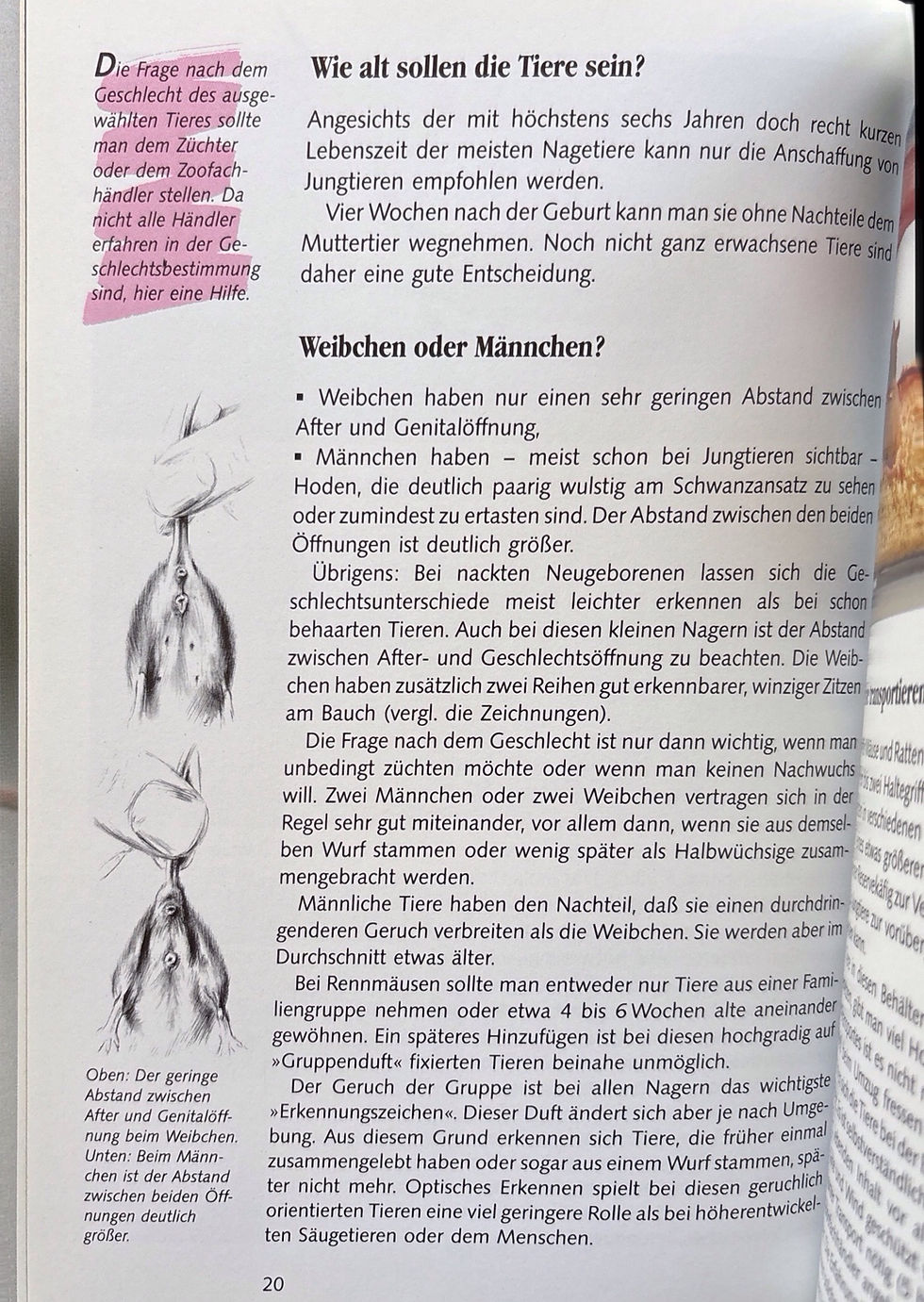 Miniaturbild: Mäuse - Verhalten - Ernährung - Pflege (antiquarisch)