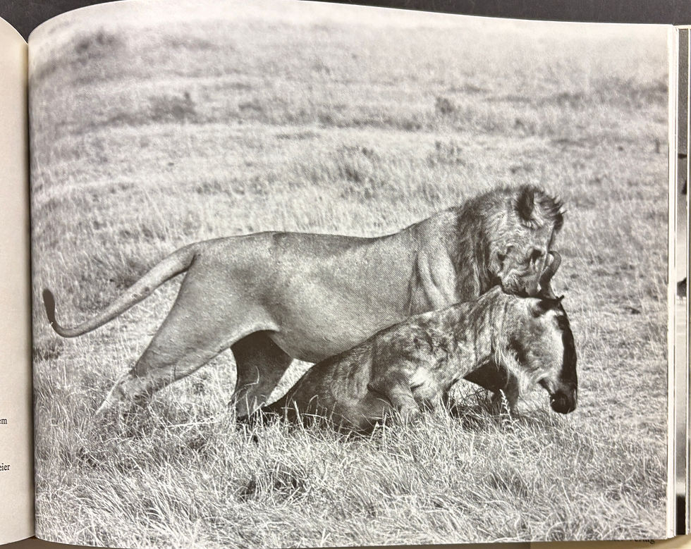 Miniaturbild: Dolder Willi, Ruf der Tiere (antiquarisch)