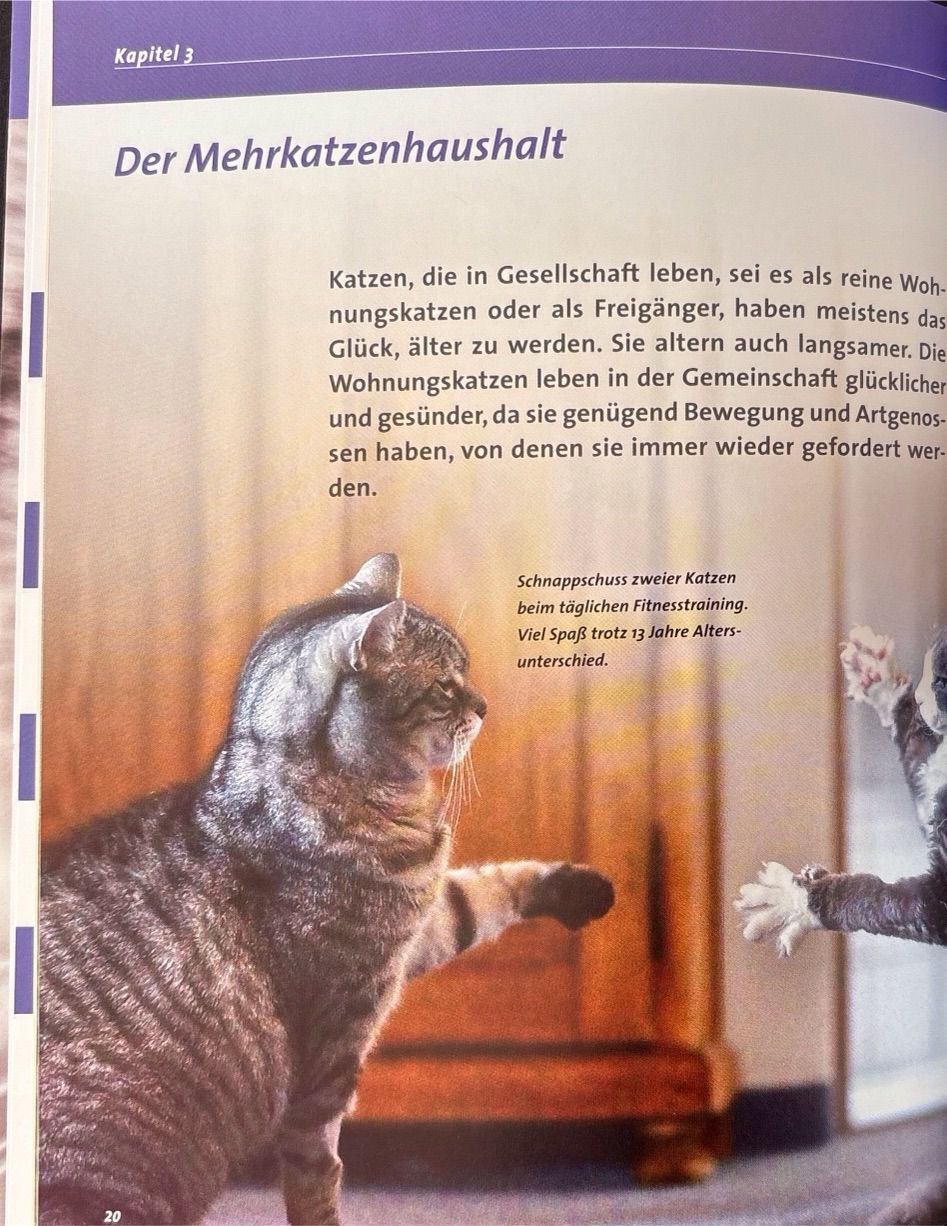 Miniaturbild: Bollich Heidi, Unsere Katze wird alt (antiquarisch)