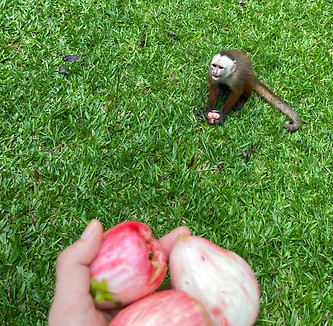 Voluntours Colombia - Wild Life Sanctuary Volunteering in Bucaramanga - monkey.jpg