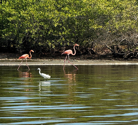 Wilde Flamingos in La Guajira, Kolumbien.jpg