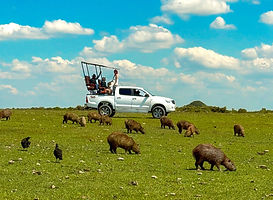 Voluntours Colombia - Colombian Safari - Los Llanos - Safari Truck on a field with capibaras