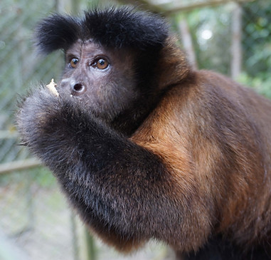 Voluntours Colombia - Wild Life Sanctuary Volunteering in Bucaramanga - monkey eating.JPG
