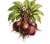 beet-root.png