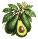 avocados.png
