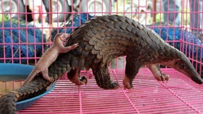 CHINA PROÍBE O CONSUMO DE ANIMAIS SILVESTRES