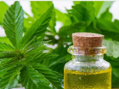 Aceite de cannabis en la cocina: Una tendencia que transforma desde ensaladas hasta postres