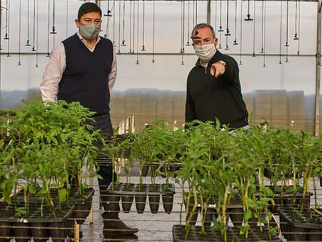 Producción continua de cannabis medicinal: así lo hace la Biofábrica Misiones con tecnología híbrida