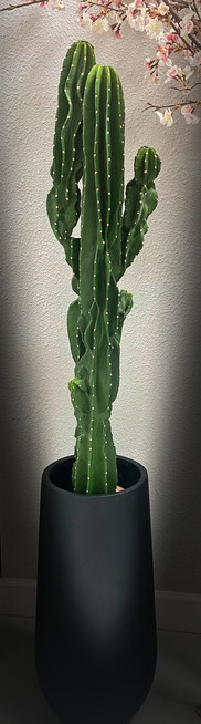 atrificial column cactus