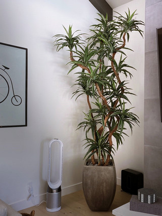 faux dracaena warneckii tree.JPEG