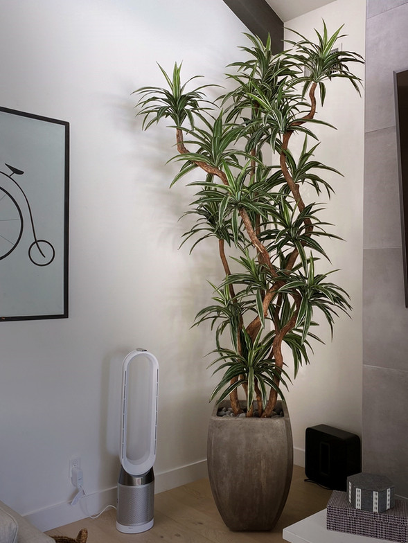 10-foot dracaena warneckii tree