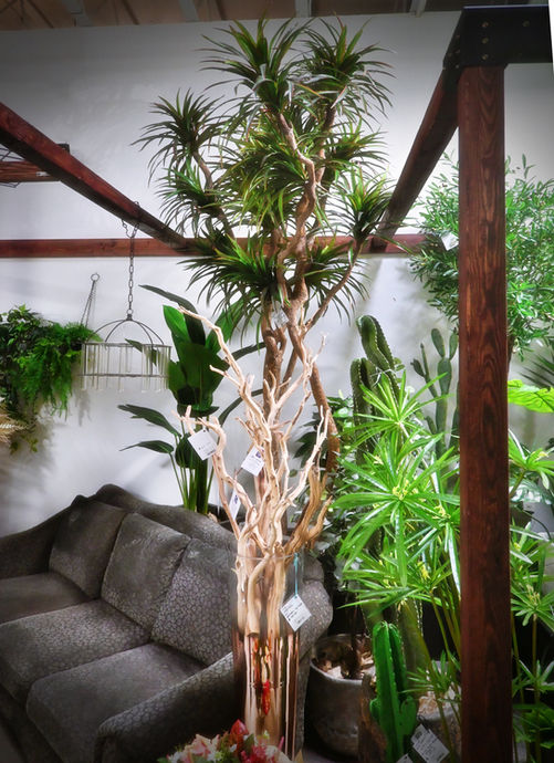 Great marginata tree in Dei-ZInz' showroom