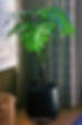 artificial-philodendron-selloum-house-pl