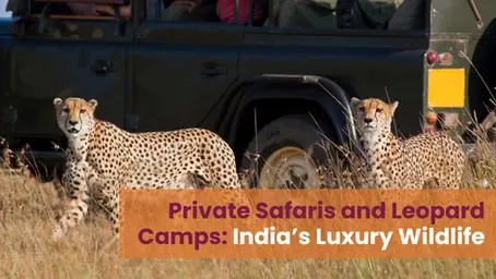 Private Safaris and Leopard Camps: India’s Luxury Wildlife Scene Redefined