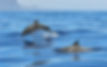 dauphins-nage_edited.jpg