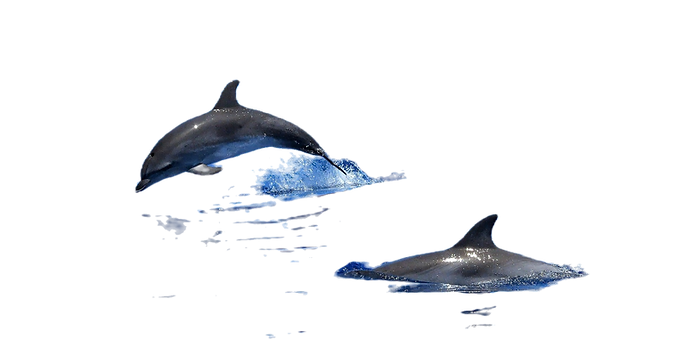 dauphins-nage.a.l'anse-a-l'ane.