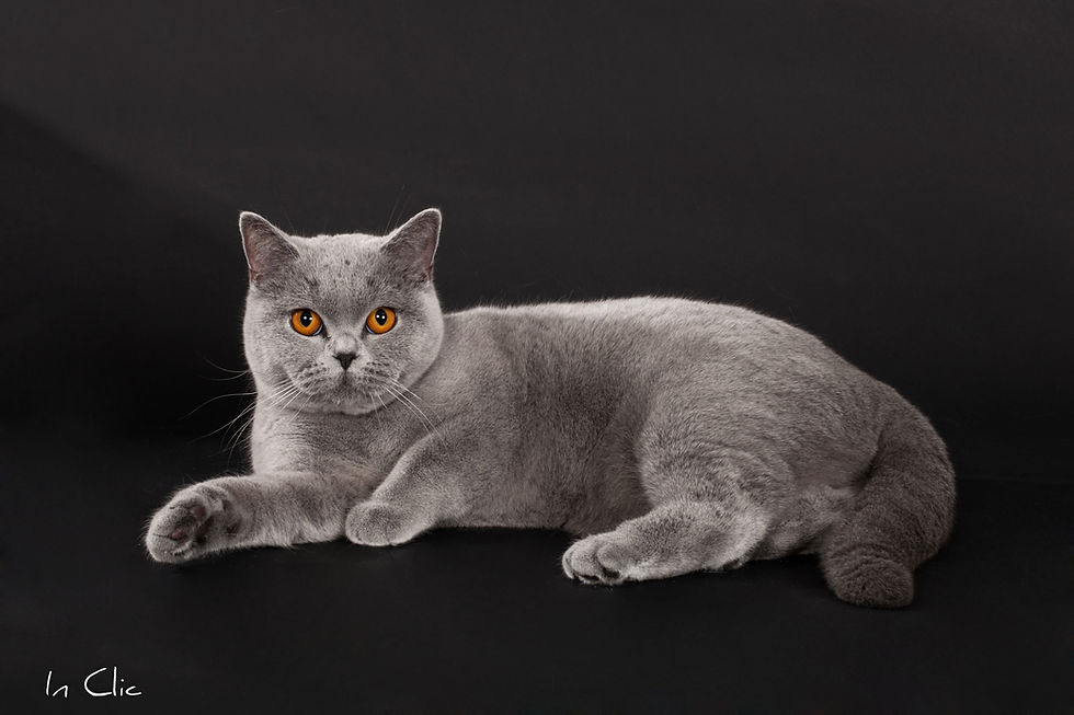 FairyWitch - Ice Blue d'Androméde (retraitée)