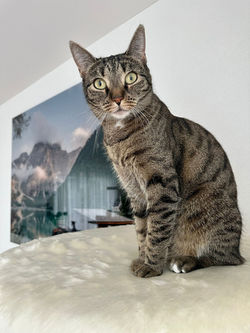 Dreistöckiger Katzenbaum aus robusten Birkenstämmen – Cat Tree Naturkatzenbaum Schweiz