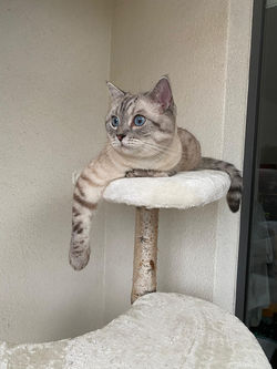 katzenbaum-aus-birkenstamm