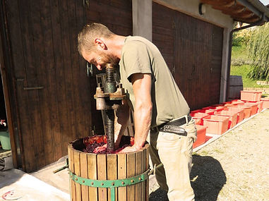 Vino della Valle del Vento mentre viene pigiato a mano