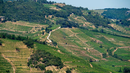 AOC Wine - What are French Classifications?
