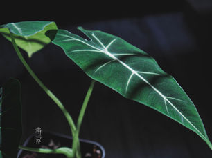 [Ep-24] 天南星科綠天鵝(絨葉)海芋-Alocasia Frydek-種植要點