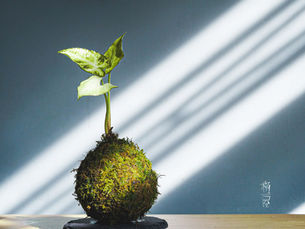 [Ep-15] 天南星科合果芋屬-白蝴蝶-苔玉種植要點