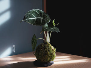 [Ep-17] 天南星科黑天鵝海芋-Alocasia Black Velvet-苔玉種植要點