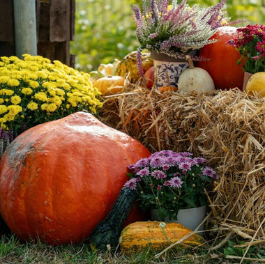Le Sagre d'Autunno: Un Viaggio tra Tradizione e Sapori a Pesaro Urbino