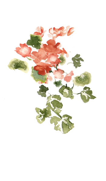 redgeraniums3.png