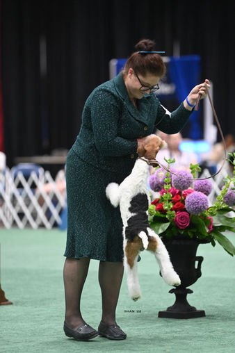 Happy_Wire_Fox_Terrier.jpg