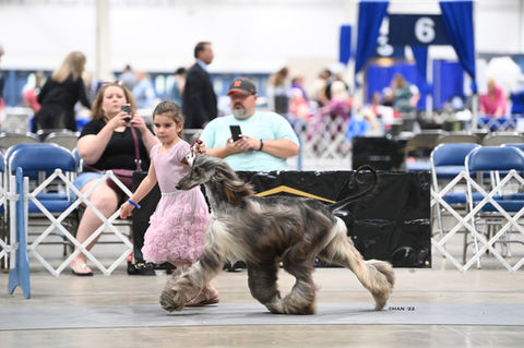 AfghanHound Pineiro2.jpg