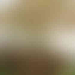 backyard tent wedding with string lights and wooden tables chairs bud vases