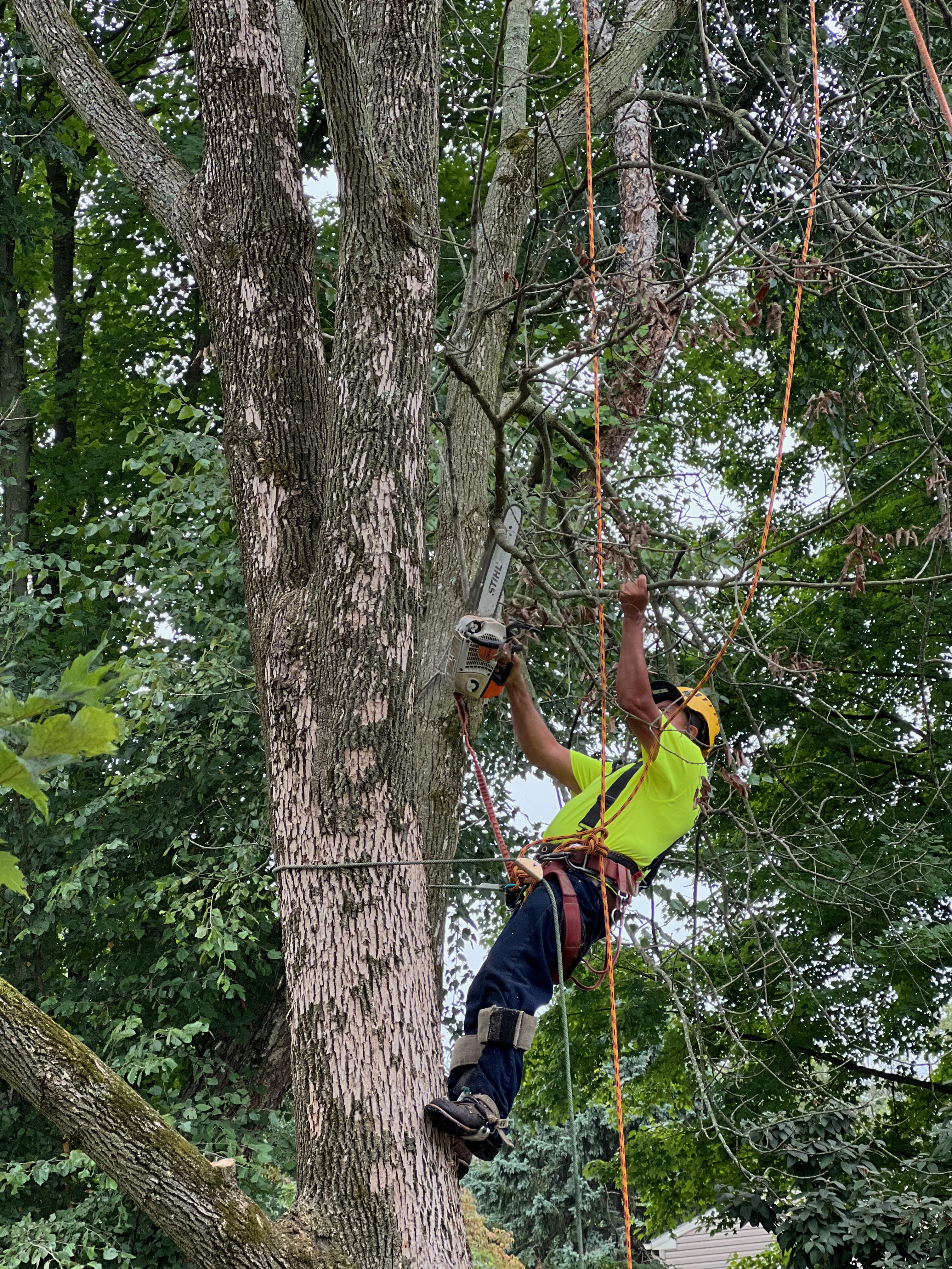 Kellermans tree and landscaping services climbing in tree