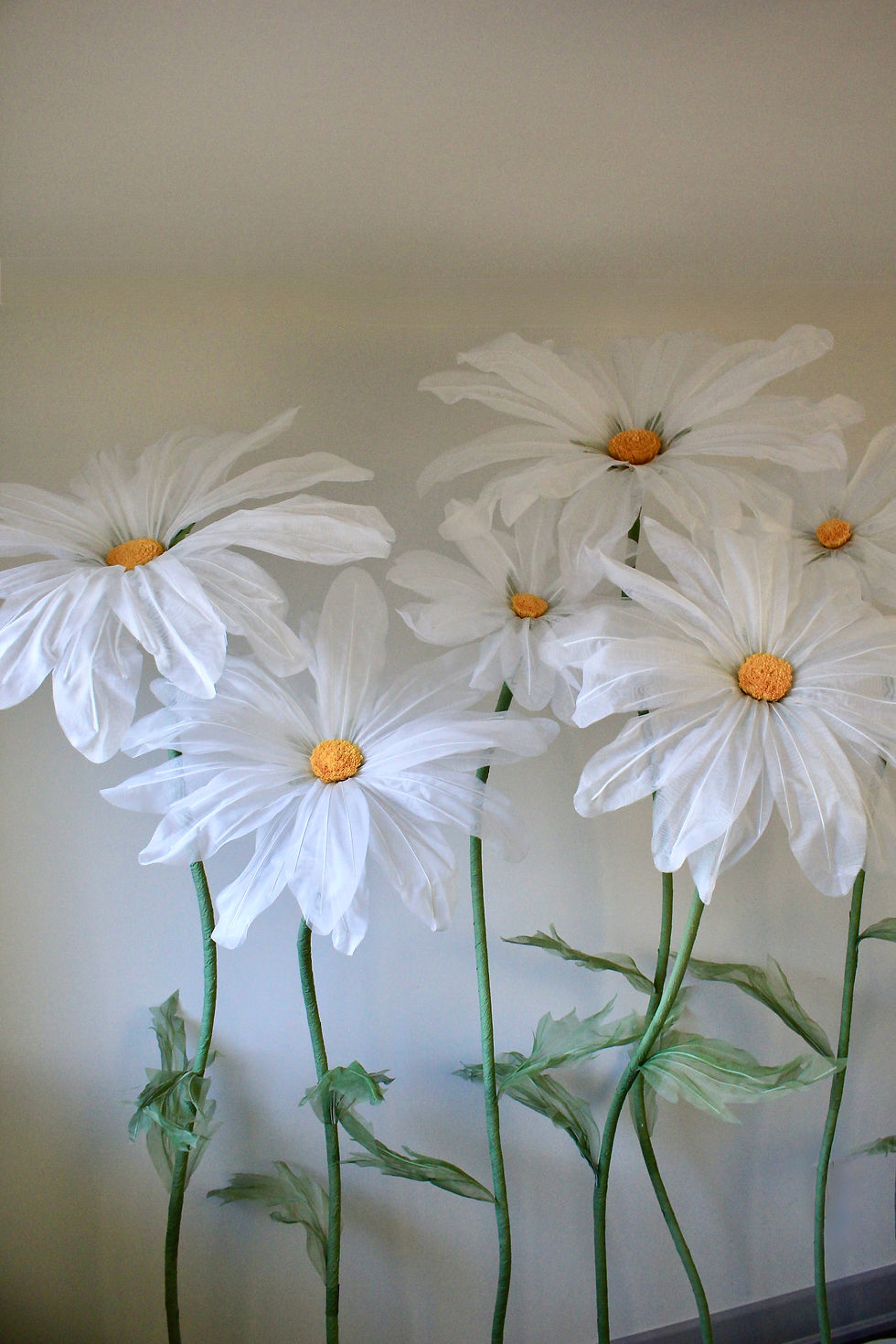 Daisy Field