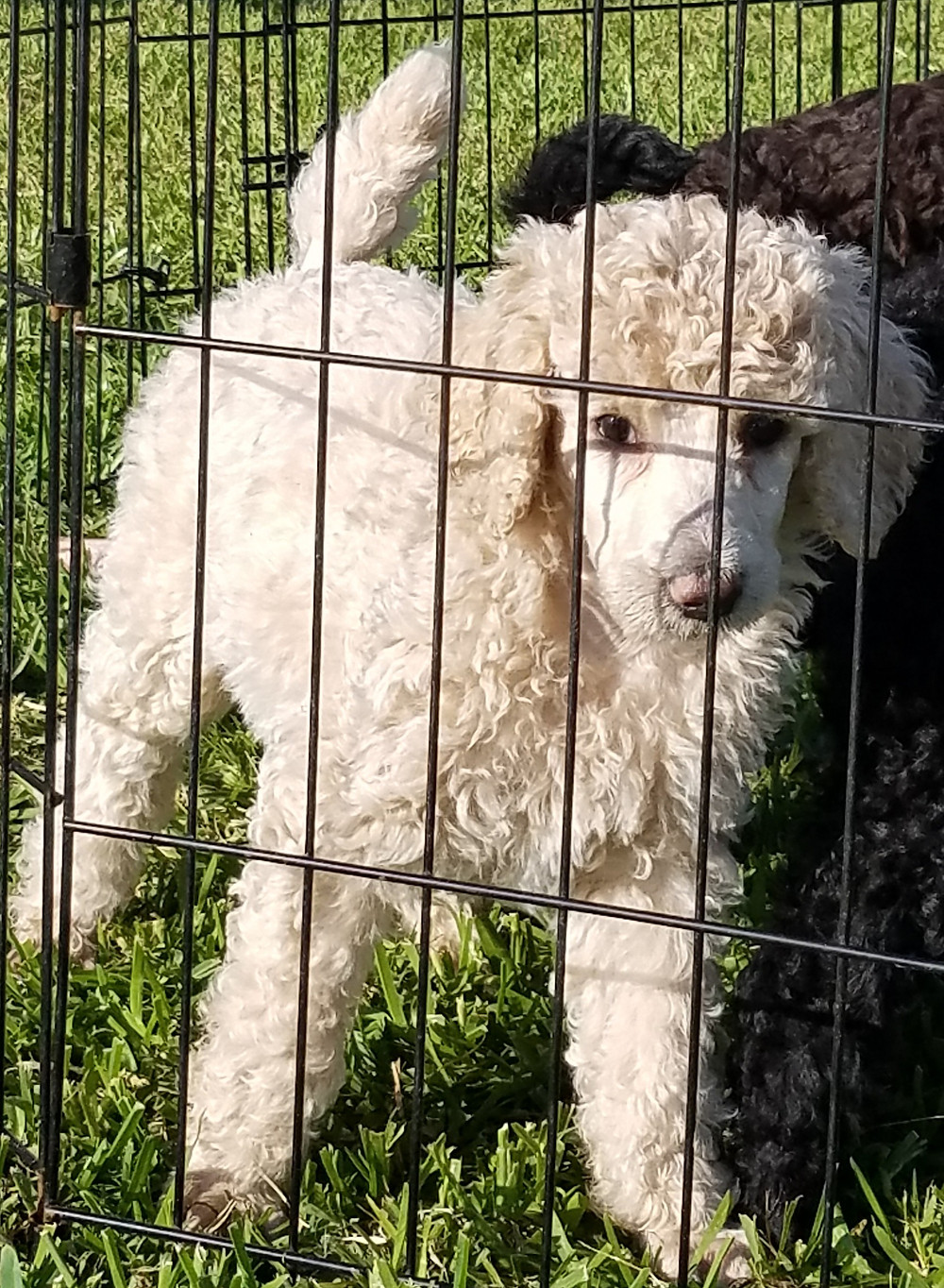 Standard Poodle puppy enjoying time outside