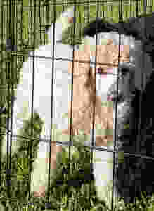 Standard Poodle puppy enjoying time outside