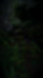 WOODcHANT_edited_edited_edited_edited_edited.jpg