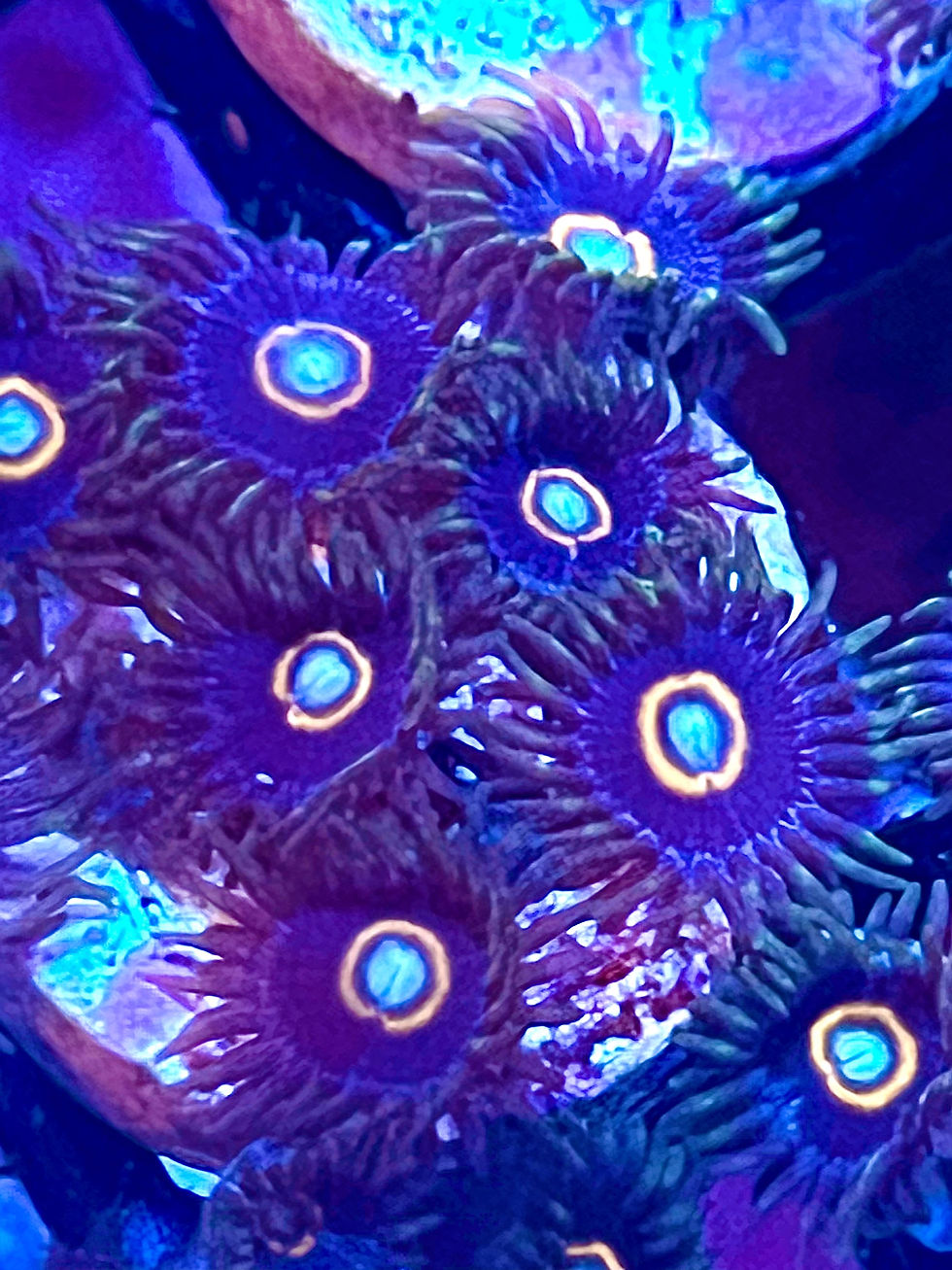 UFO Jawbreaker Zoanthids coralSLover