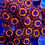 Thumbnail: Blood Diamond Zoanthids (RARE)