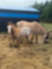 IMG_6972.jpeg