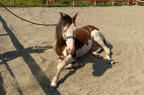 Ammo Dual reg stallion